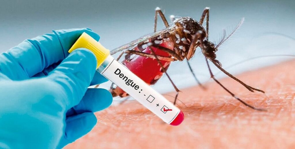 dengue2