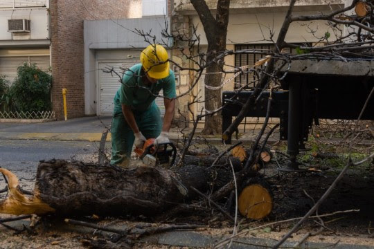 árboles-extracción-rosario-apurainfo