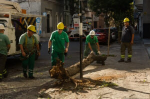 extracción árboles-rosario-apurainfo