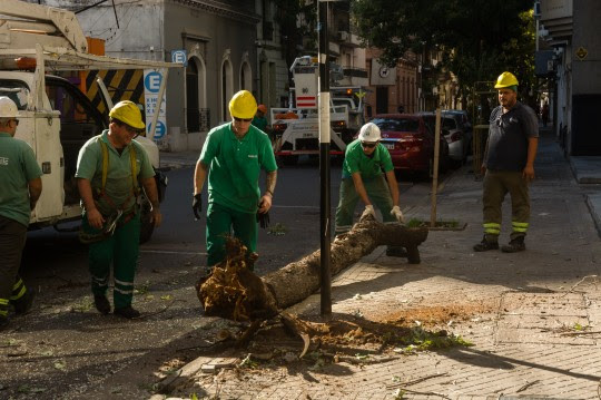 extracción árboles-rosario-apurainfo