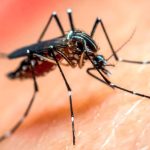 1010x567_dengue-445349-180932