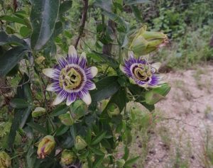 Escuela de Jardinería -talleres-cursos gratuitos-apurainfo
