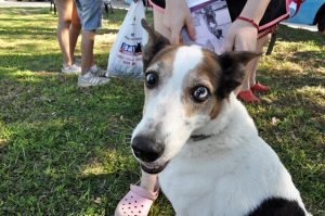 castraciones gratis-rosario-salud animal-apurainfo