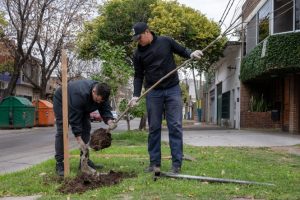 plantación de árboles-parques y paseos-muni rosario-apurainfo