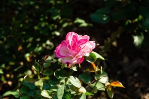 curso-rosales-rosario-escuela de jardinería-inscripción-apurainfo