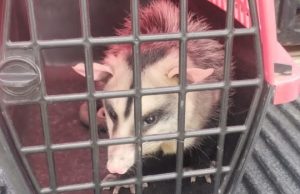 rescate de animales-rosario-crecimiento de rescates-apurainfo