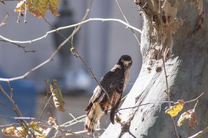 gavilán-control de palomas-rosario-apurainfo