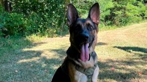 1010x567_perro-policia-knox-531228-190923
