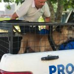 Maltrato animal: rescataron un perro que estaba atado a la intemperie sin ningún tipo de atención