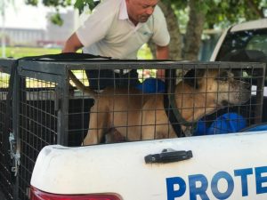 perro rescatado-maltrato animal-rosario-agentes de control-apurainfo