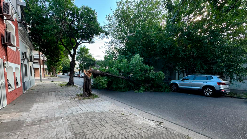 tormenta rosario-árboles caídos-último fin de semana-noviembre-apurainfo