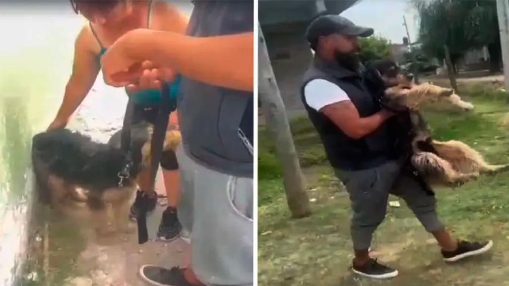 1010x567_abuso-animal-541596-193233