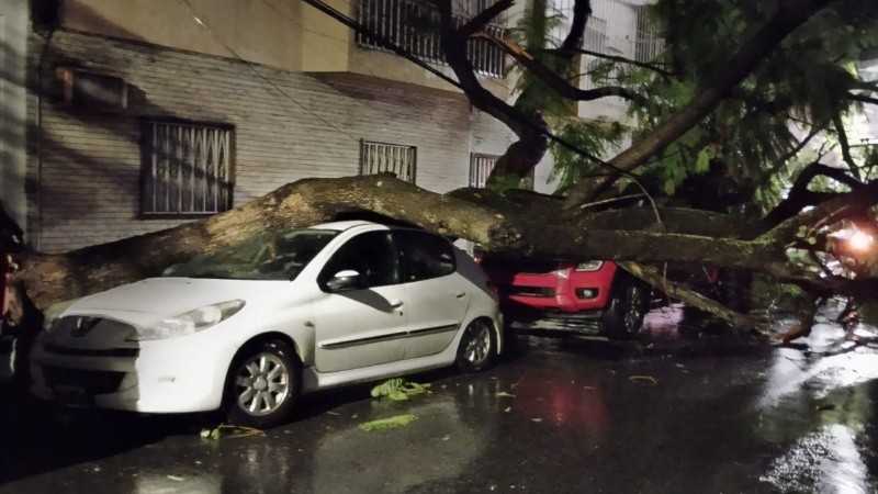 arbol_caido.jpg_760710429