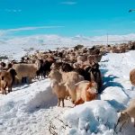 Alerta naranja y amarilla por nevadas: preocupación por el ganado y miles de camiones varados