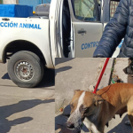 Rescatan a 13 perros de una situación de abandono en zona norte