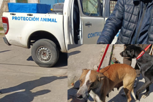 Rescatan a 13 perros de una situación de abandono en zona norte-apurainfo